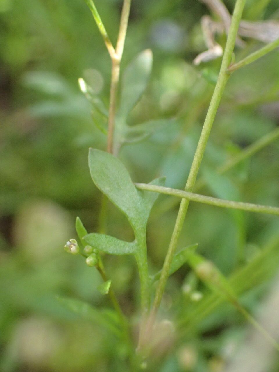 Hornungia procumbens — related species from the same genus