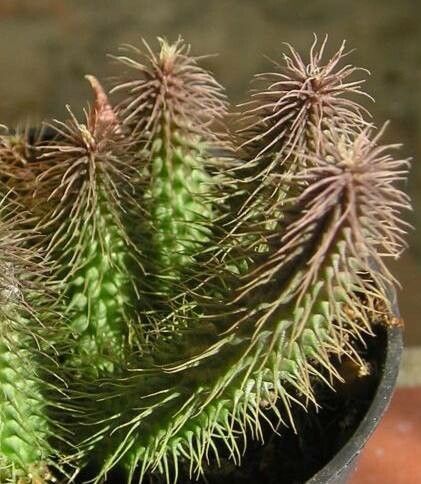 Huernia pillansii leaf