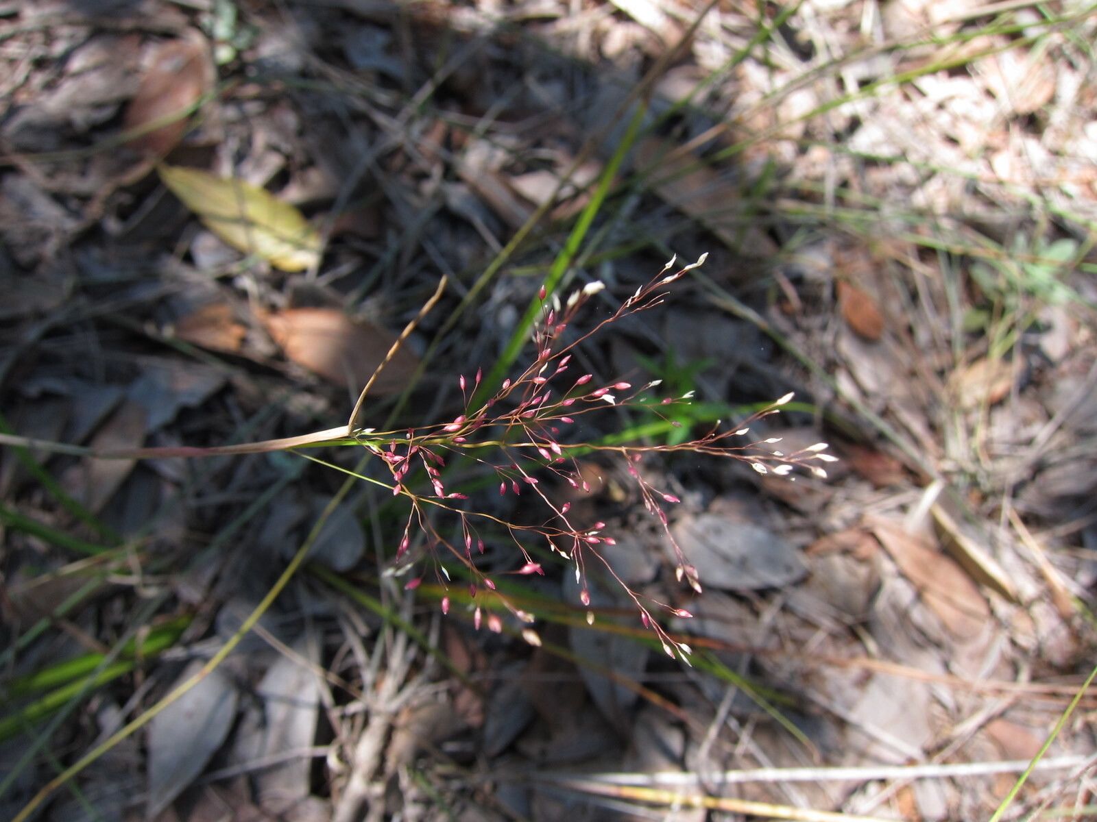 Panicum ibitense flower
