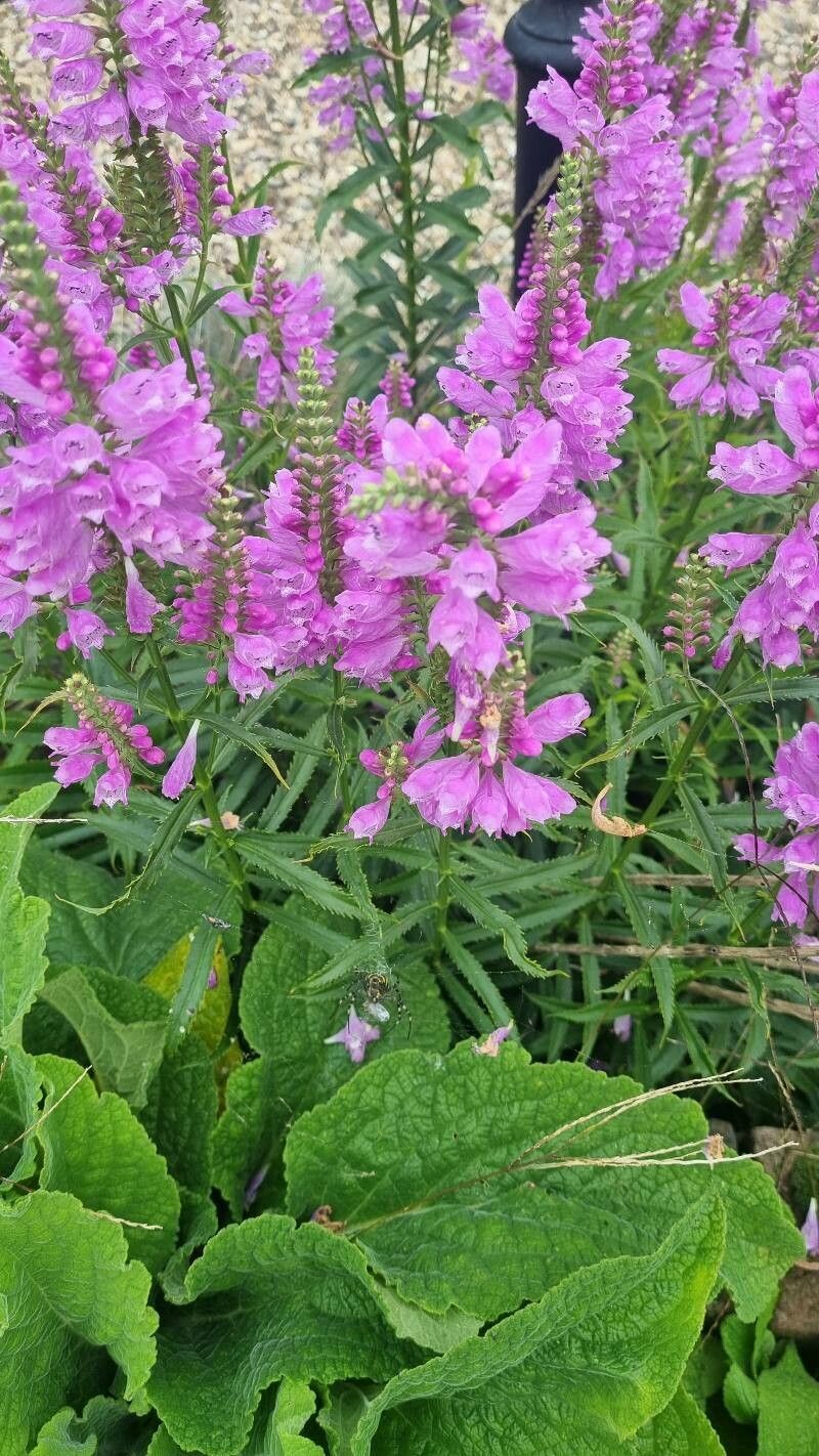 Physostegia correllii flower