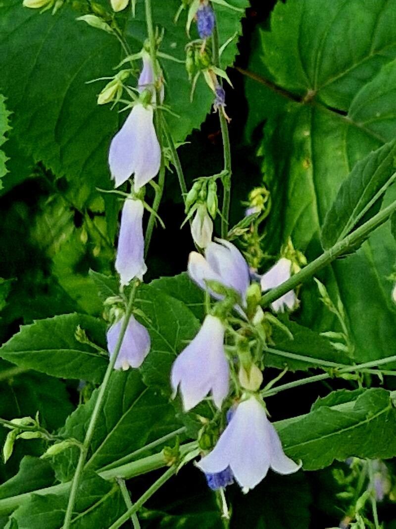 Adenophora pereskiifolia habit