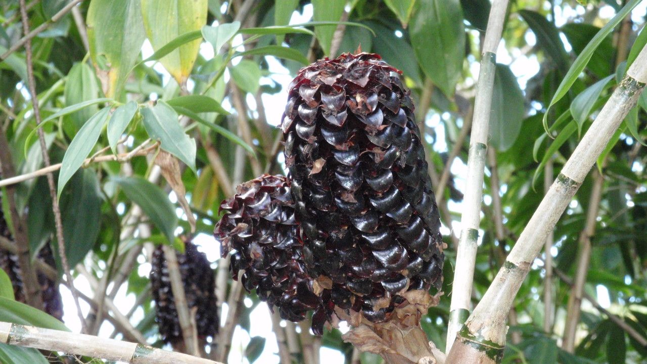 Tapeinochilos dahlii flower