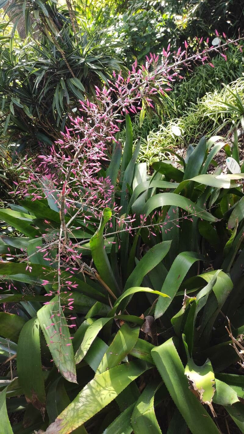 Aechmea spectabilis habit