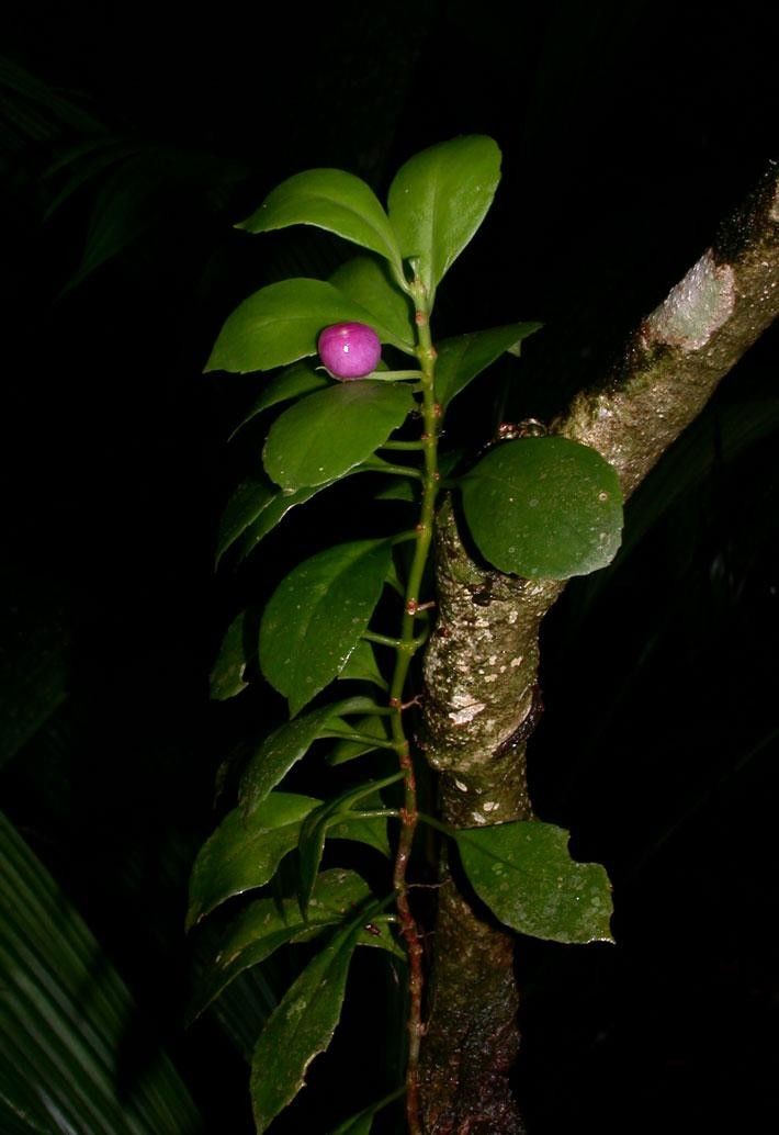 Codonanthopsis uleana other