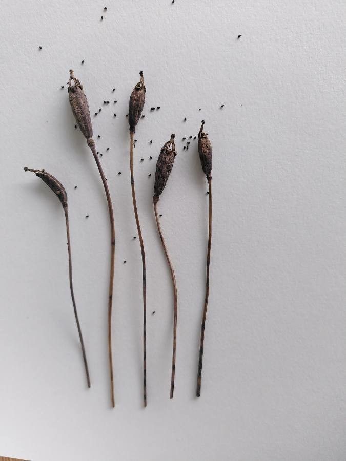 Meconopsis cambrica fruit