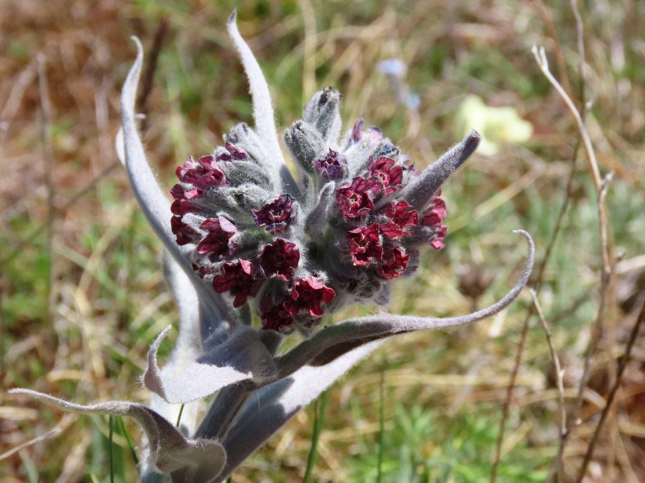 Cynoglossum magellense flower
