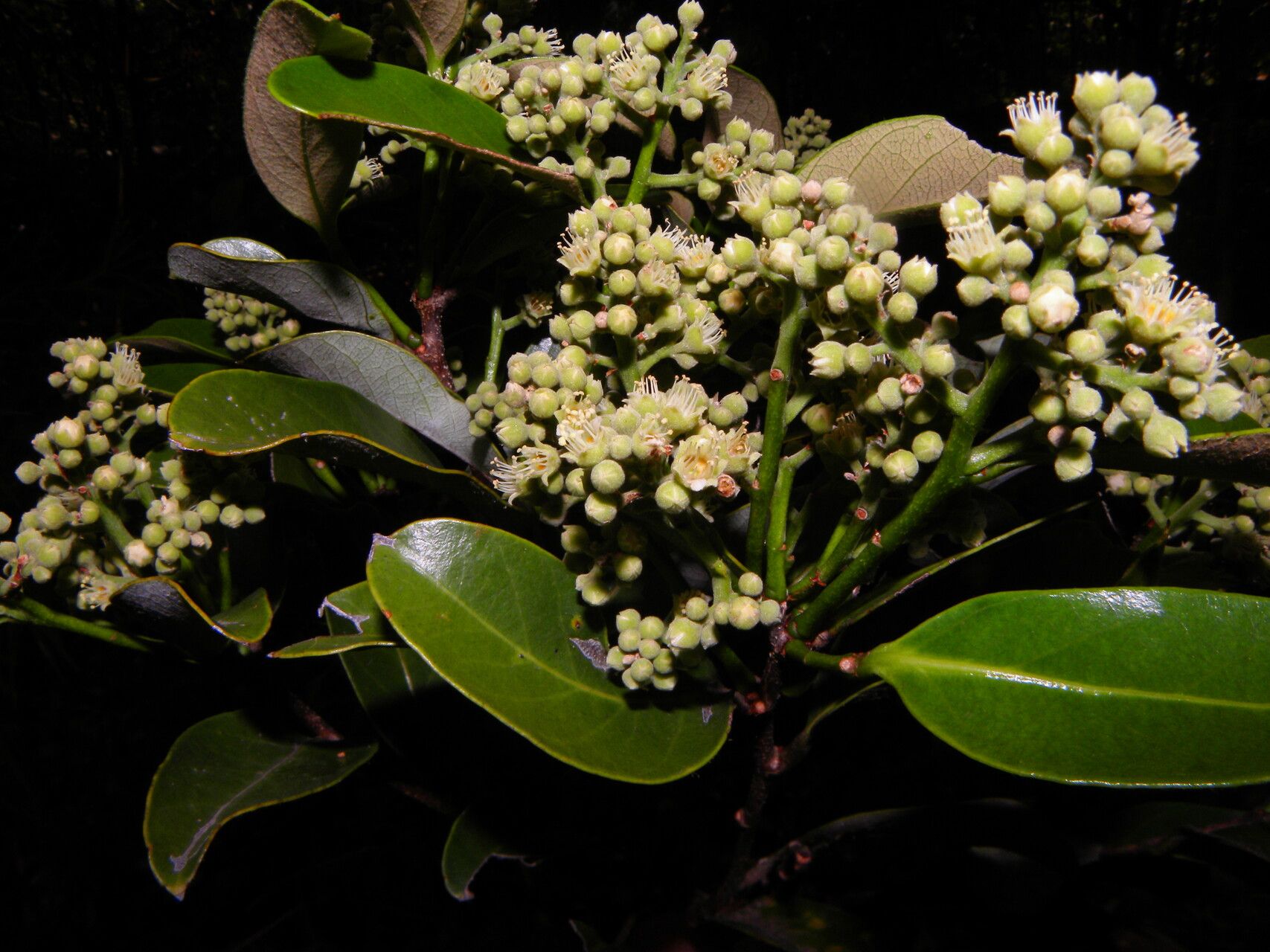 Licania riverae habit