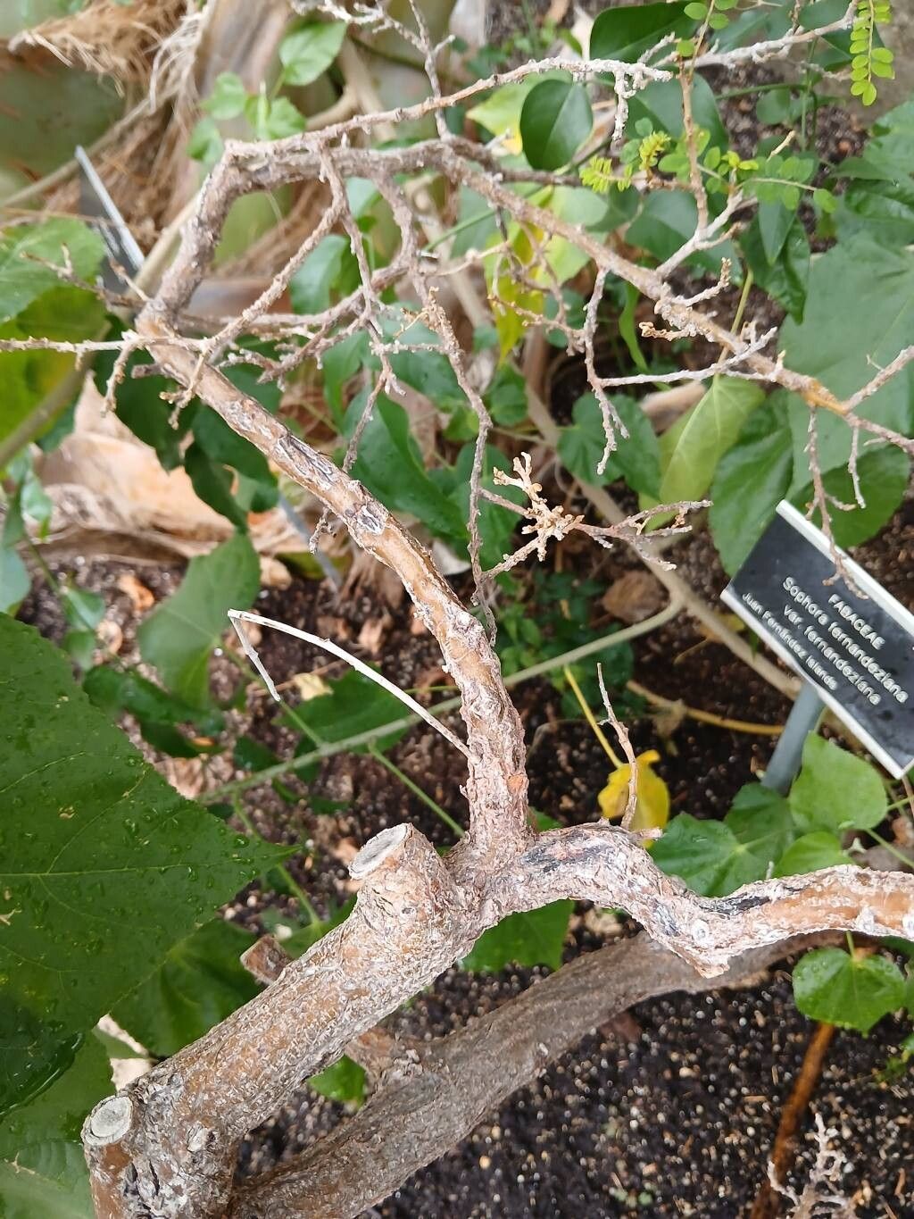 Sophora fernandeziana bark