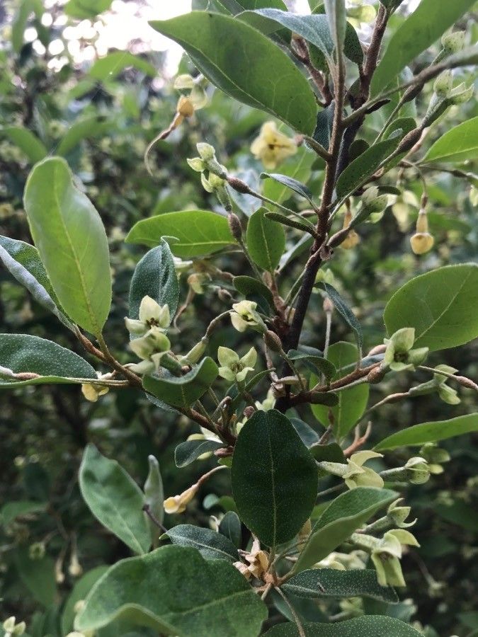 Diospyros whyteana flower
