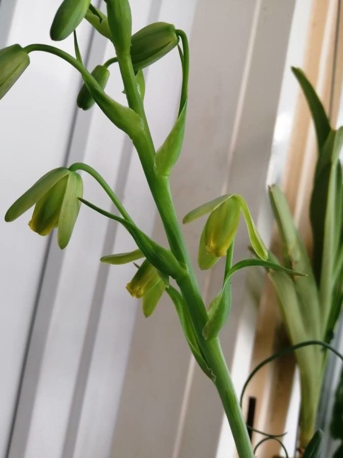 Albuca spiralis flower
