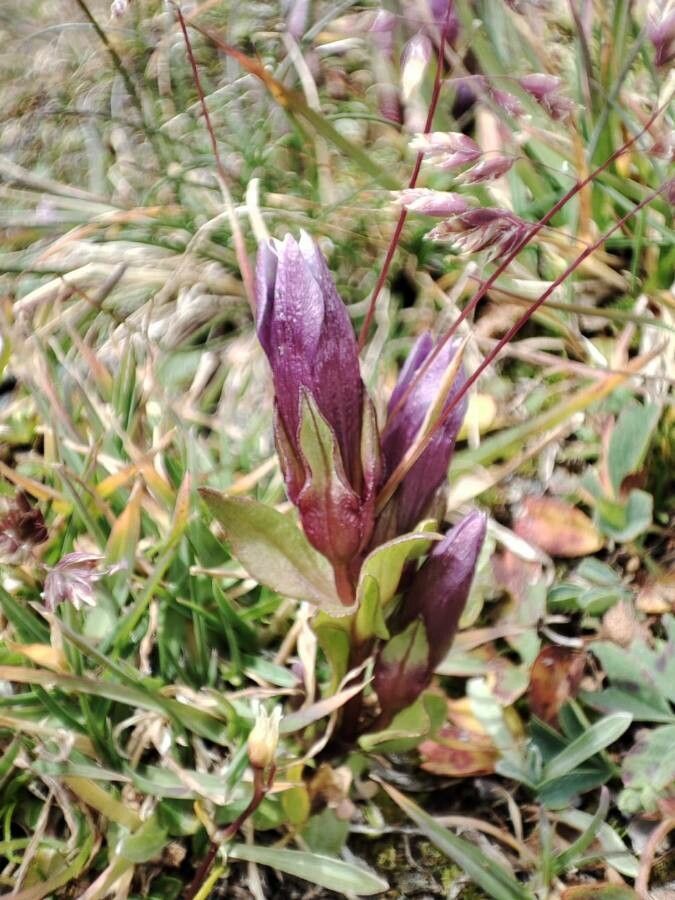 Gentianella amarella flower