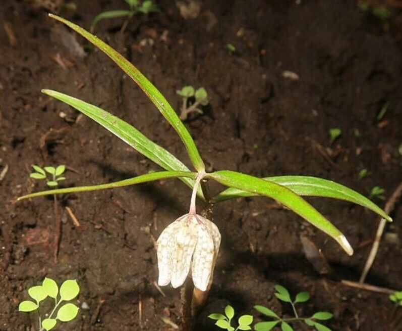 Fritillaria muraiana — houseplant care guide