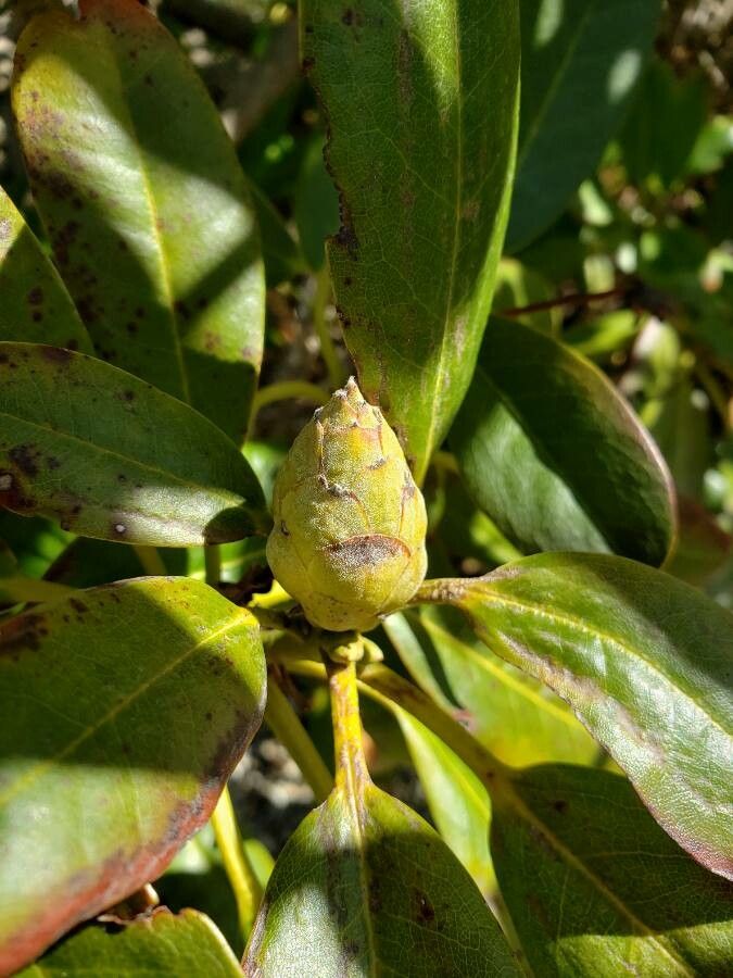 Rhododendron lapponicum flower