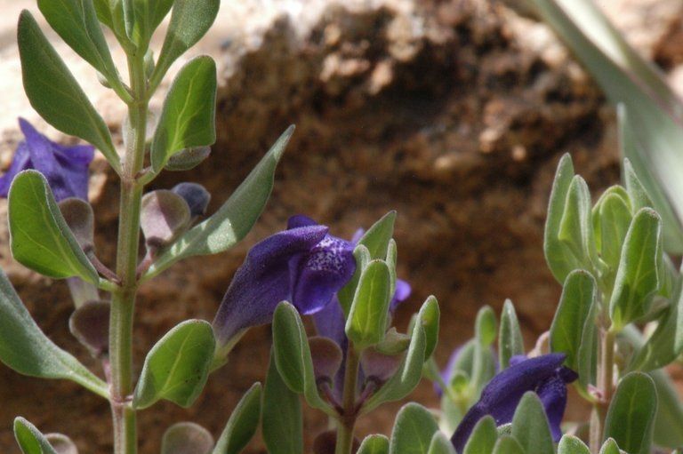 Scutellaria sapphirina habit