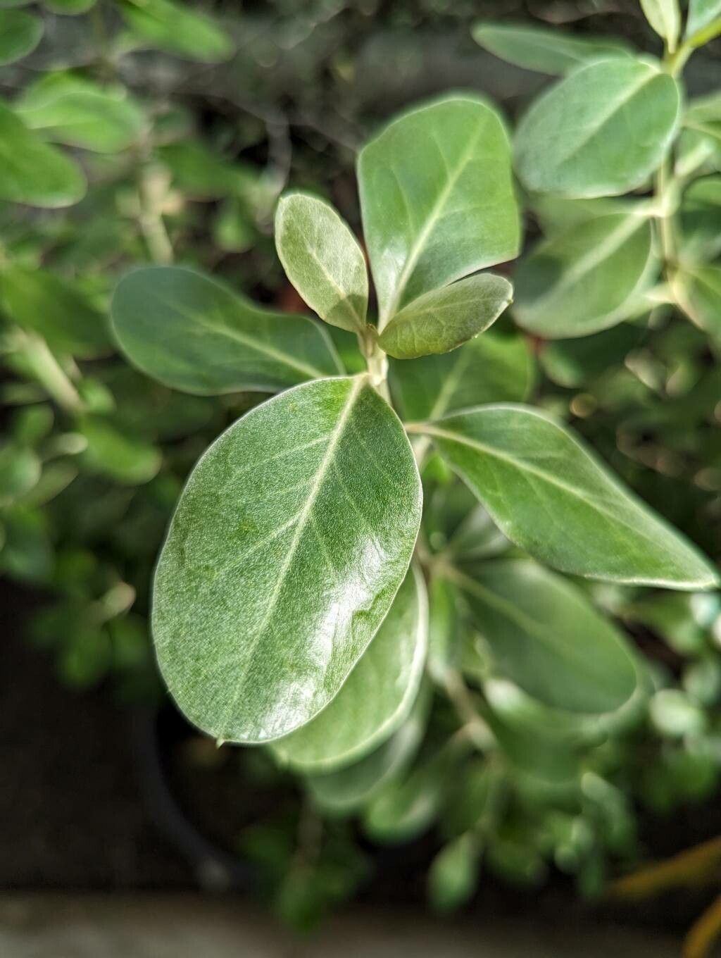 Olearia traversiorum leaf