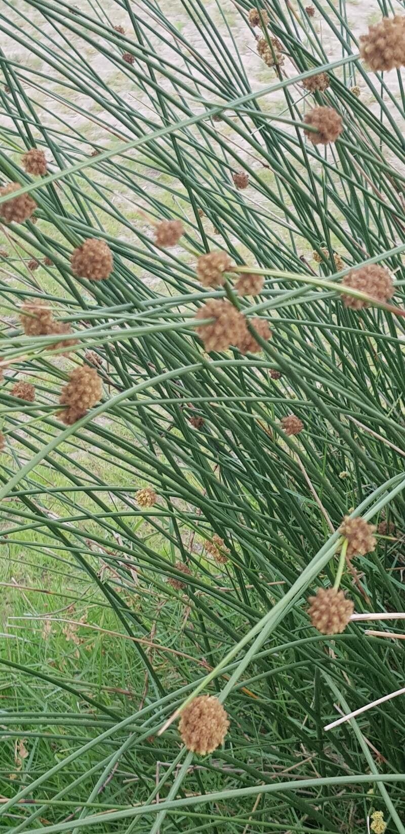 Scirpoides holoschoenus flower