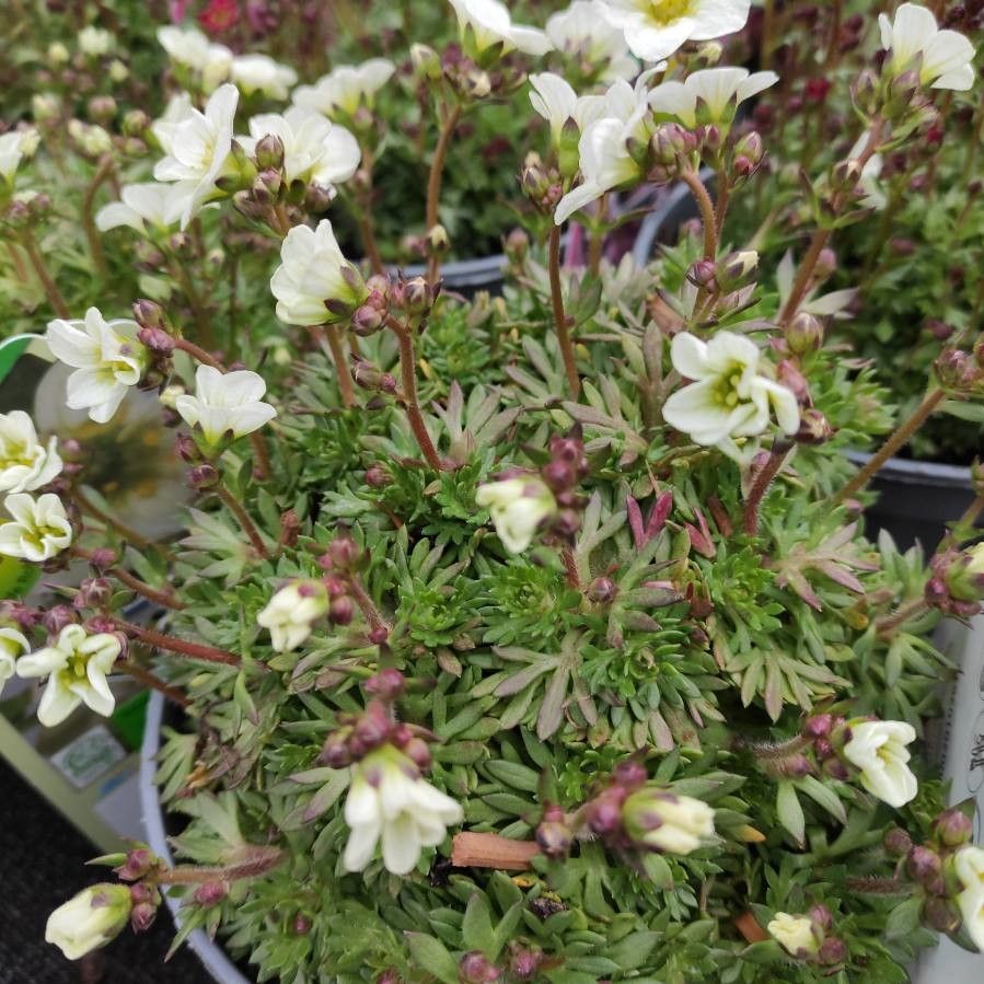 Saxifraga cespitosa habit