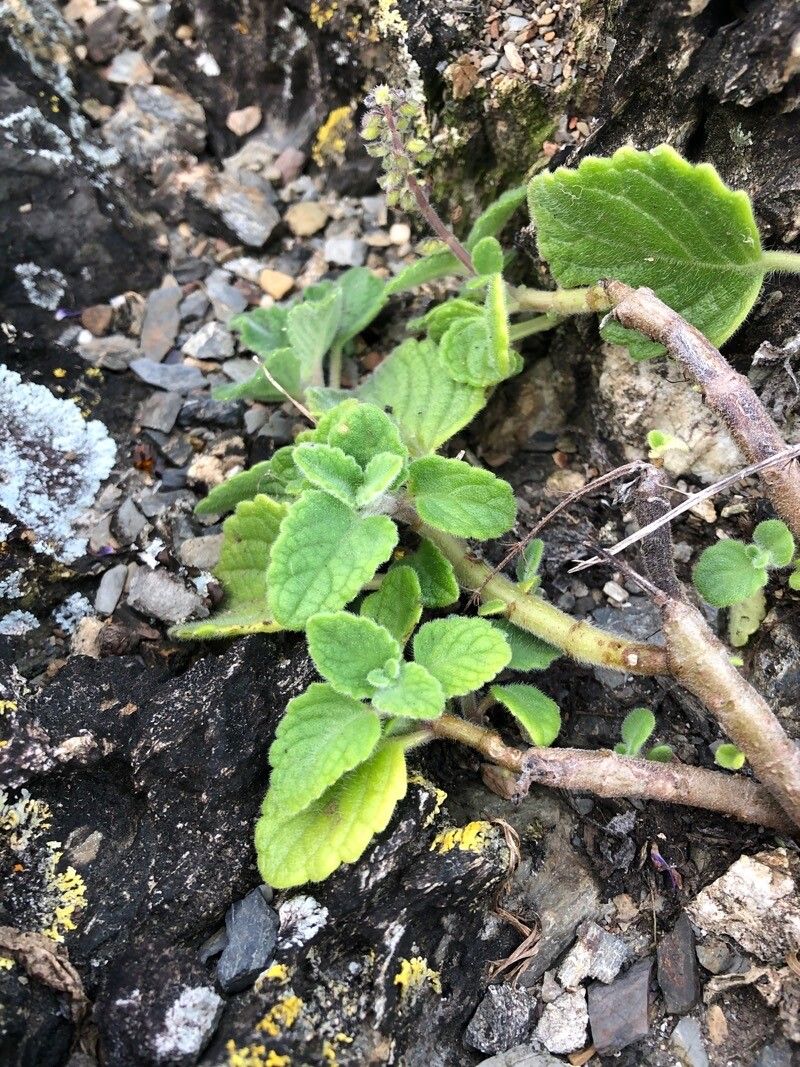 Plectranthus cremnus — search result for 'Plectranthus'