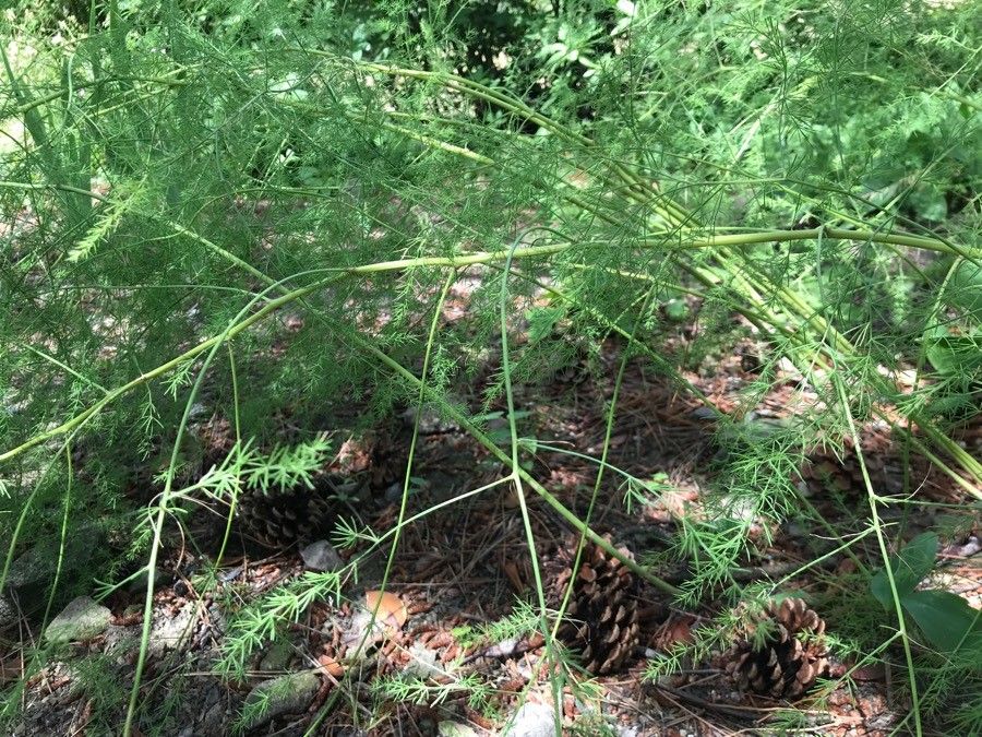 Asparagus schoberioides habit