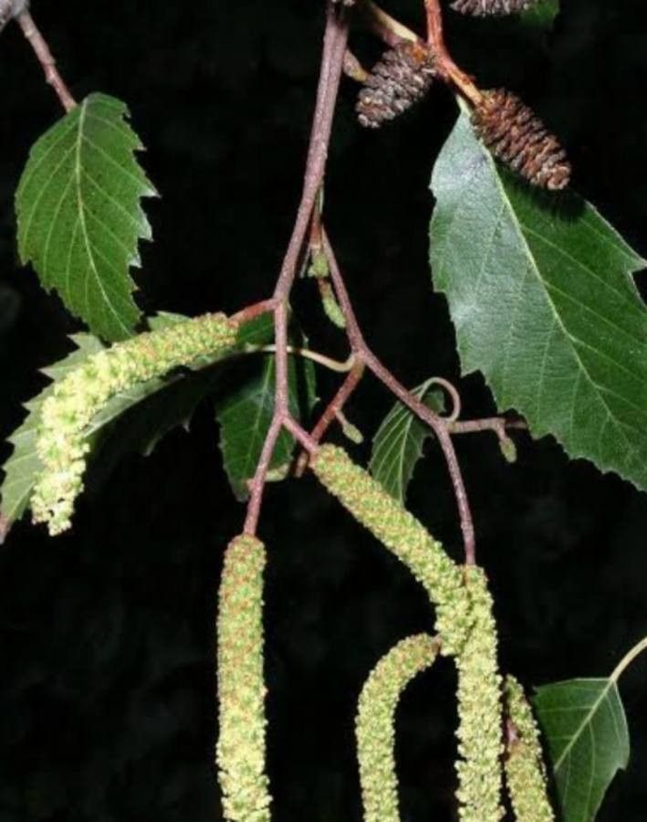 Alnus jorullensis flower