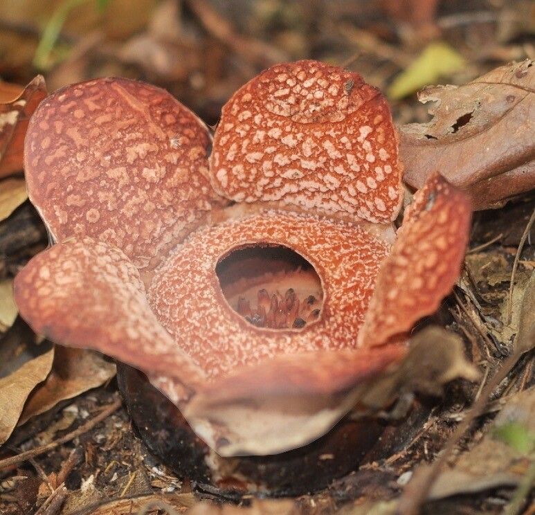 Rafflesia baletei — related species from the same genus