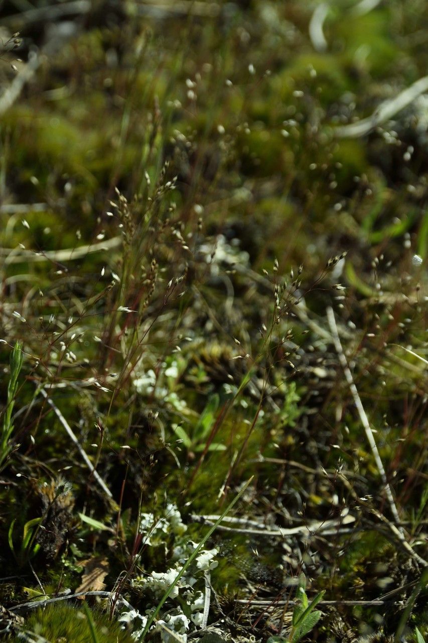 Aira provincialis habit