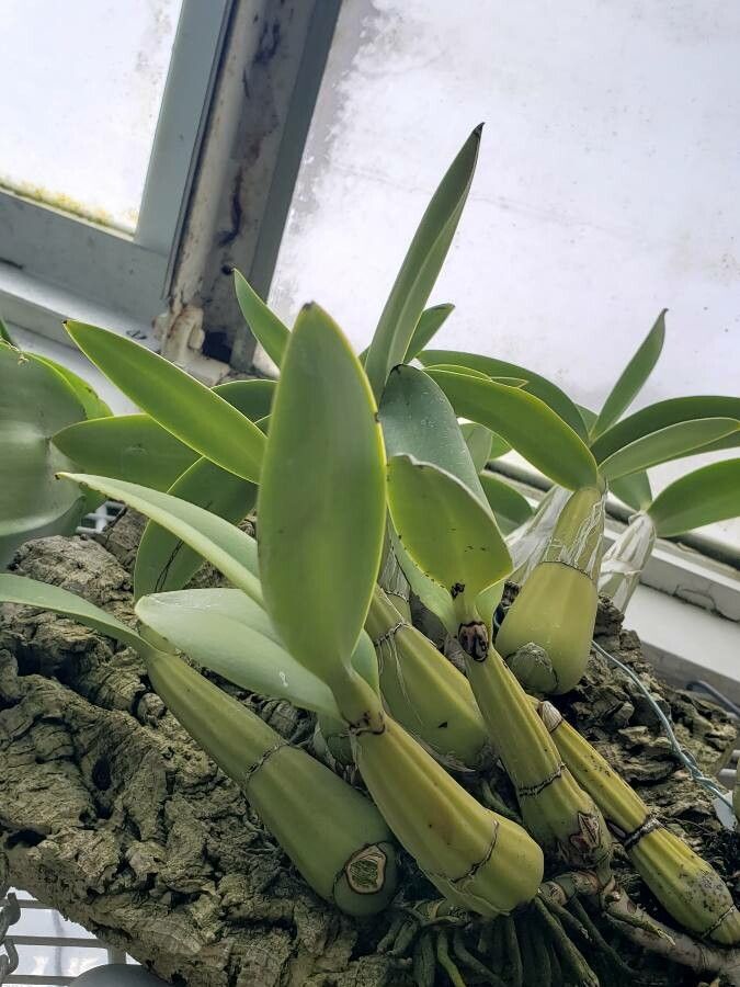 Myrmecophila humboldtii — related species from the same genus