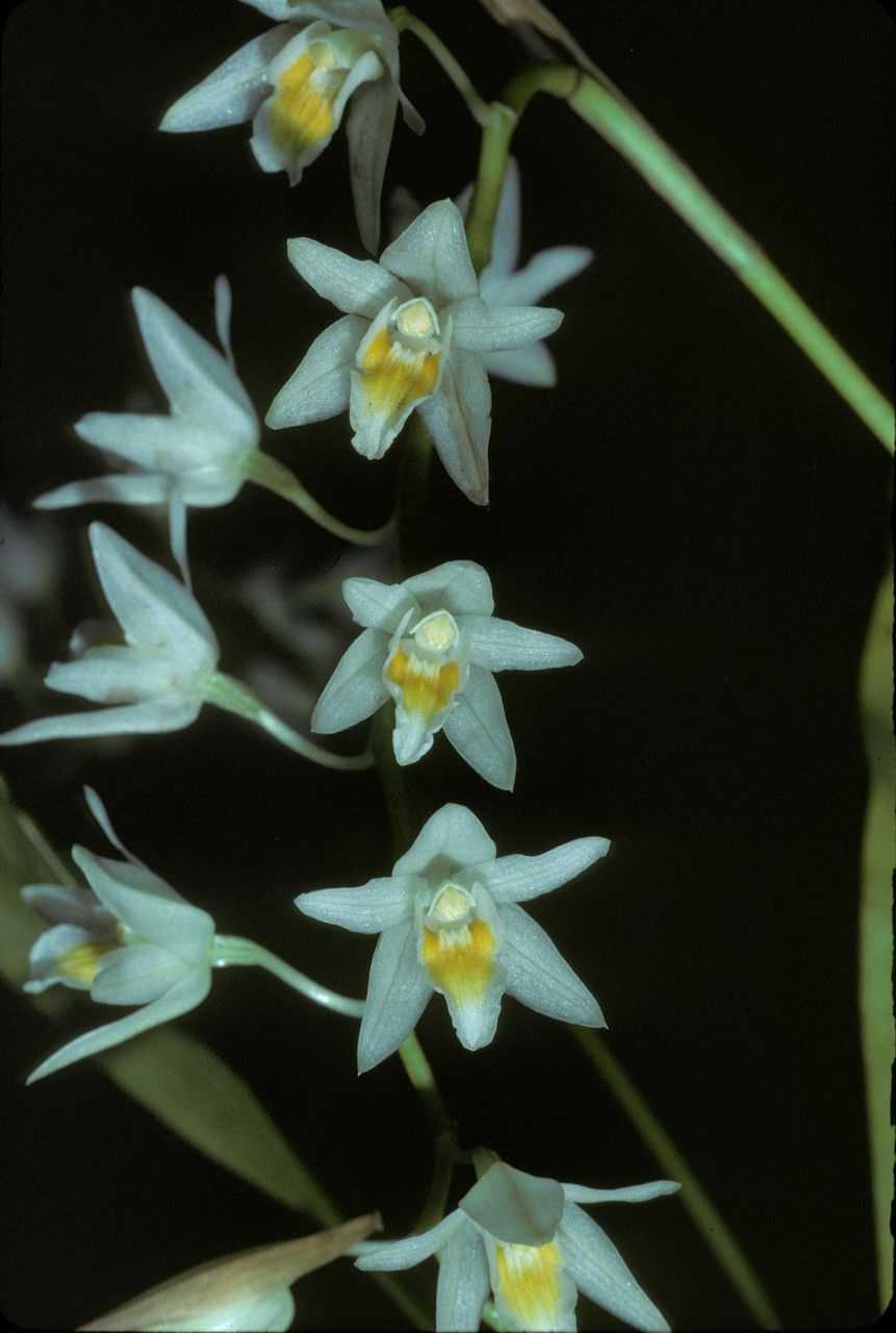 Coelogyne stricta flower
