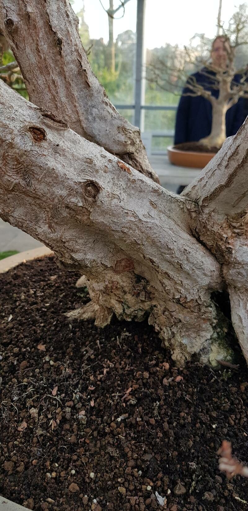 Carpinus turczaninovii bark