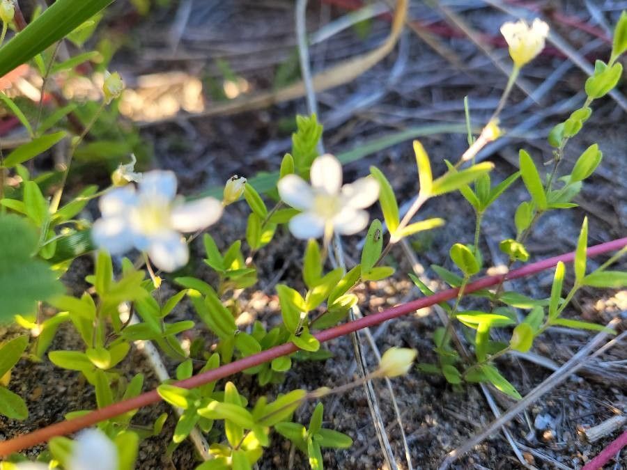 Moehringia lateriflora — search result for 'Caryophyllaceae'