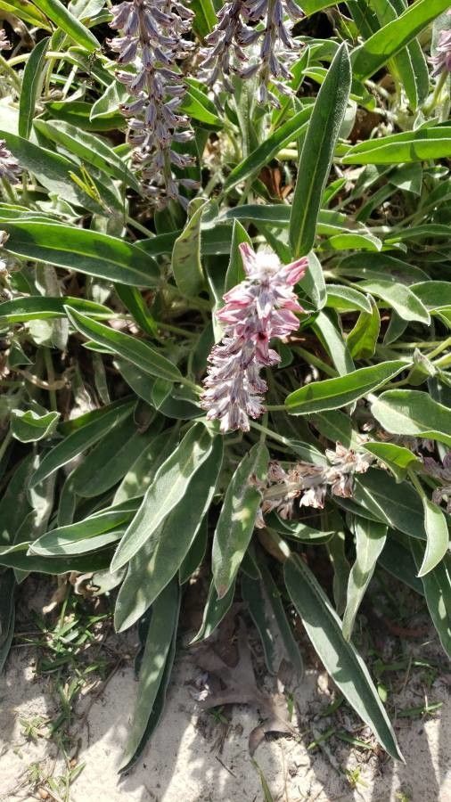 Lupinus villosus — search result for 'Lupinus'