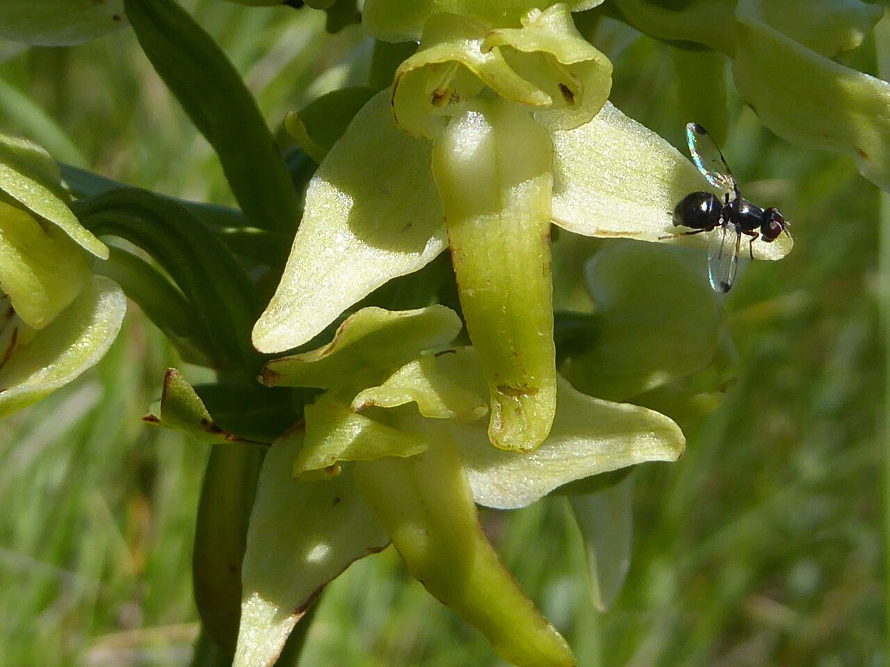 Platanthera algeriensis flower