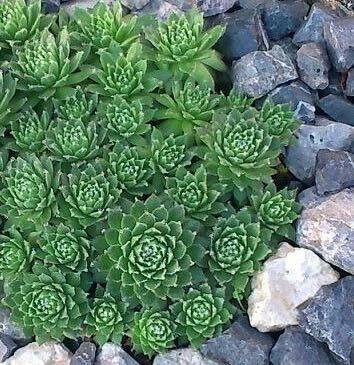 Sempervivum arachnoideum
