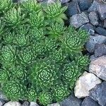 Sempervivum arachnoideum