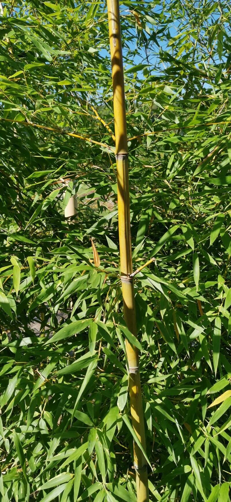Phyllostachys iridescens bark