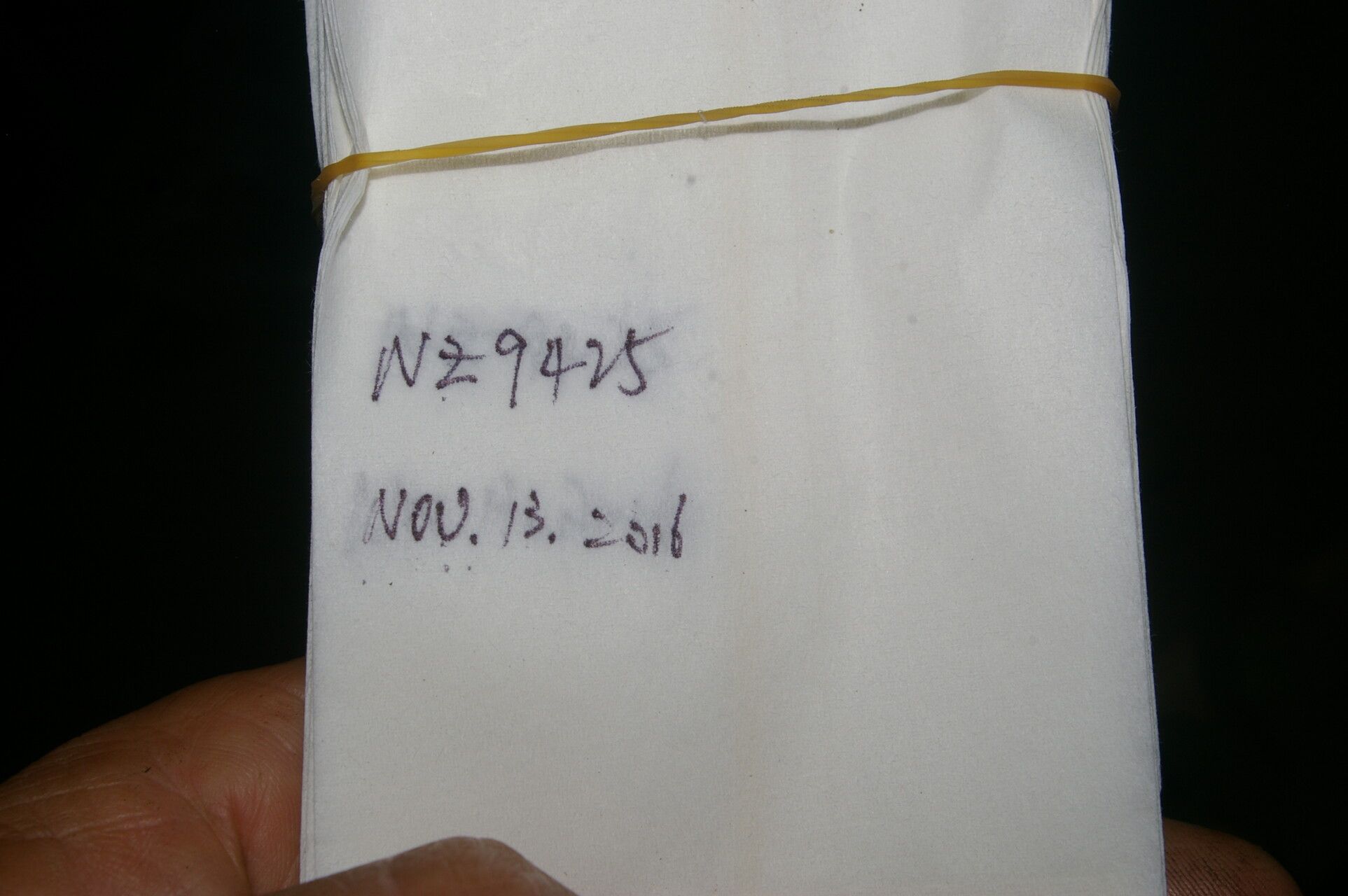 Miconia neomicrantha fruit