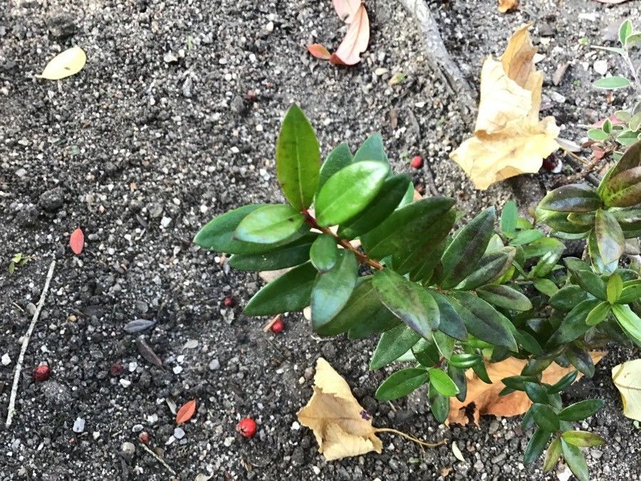 Cotoneaster buxifolius leaf