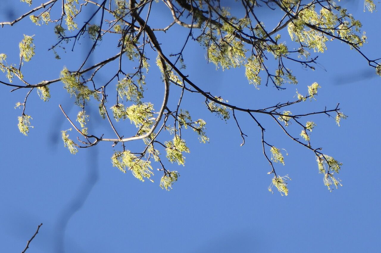 Fraxinus dipetala flower