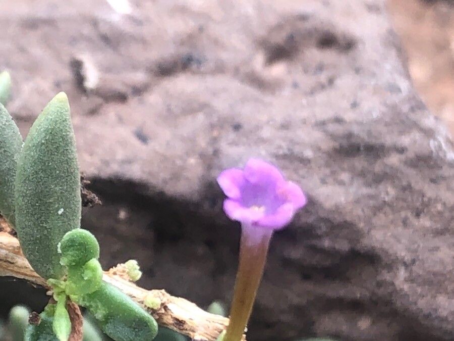 Lycium intricatum flower