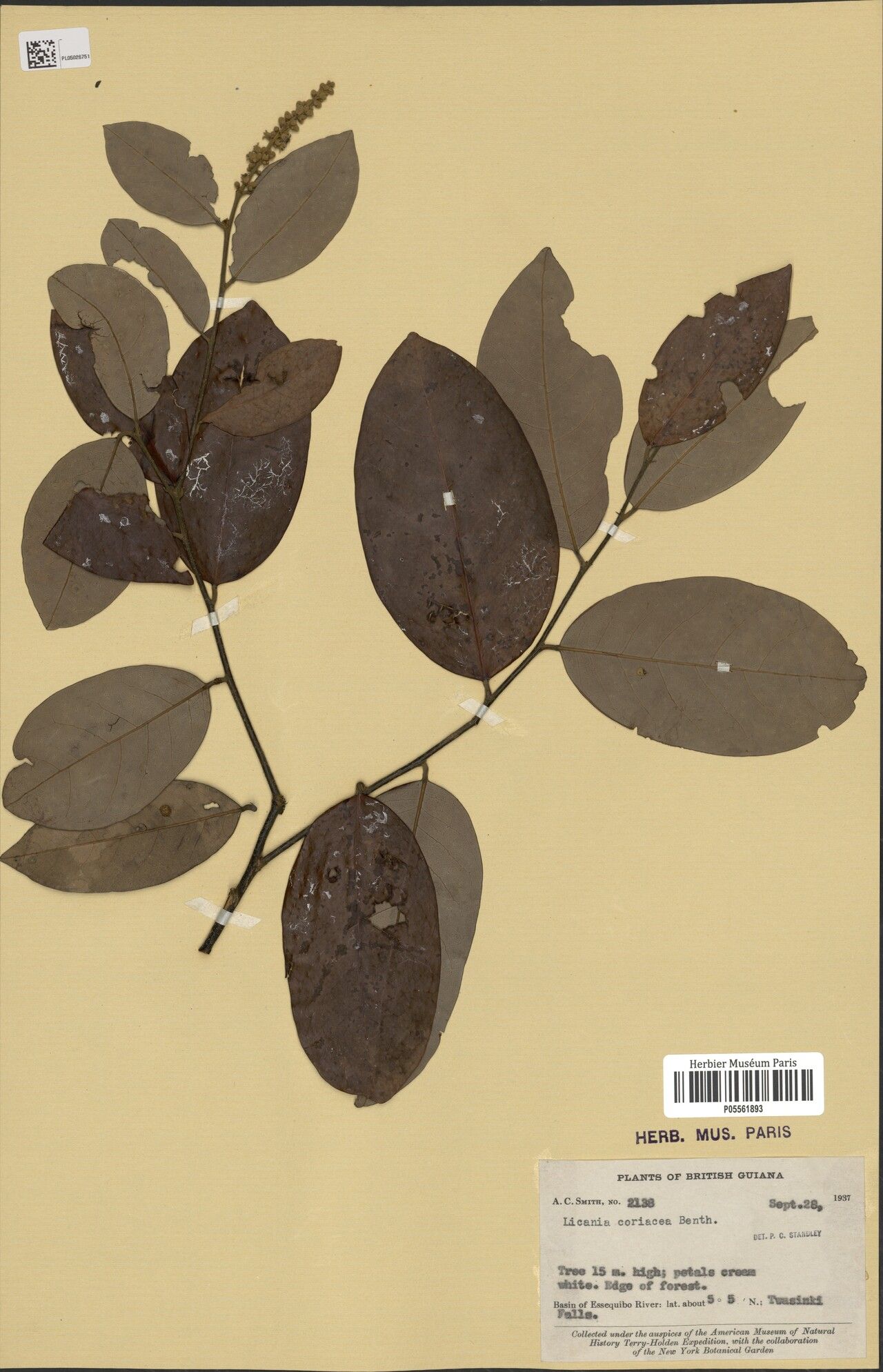 Licania coriacea leaf