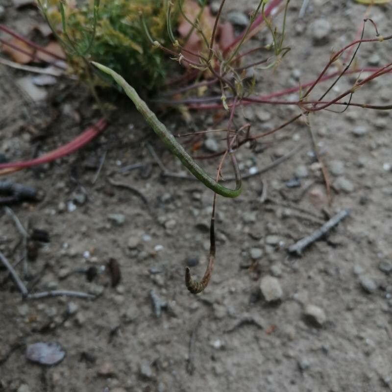 Hypecoum imberbe fruit