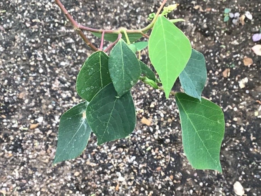 Homalanthus populifolius