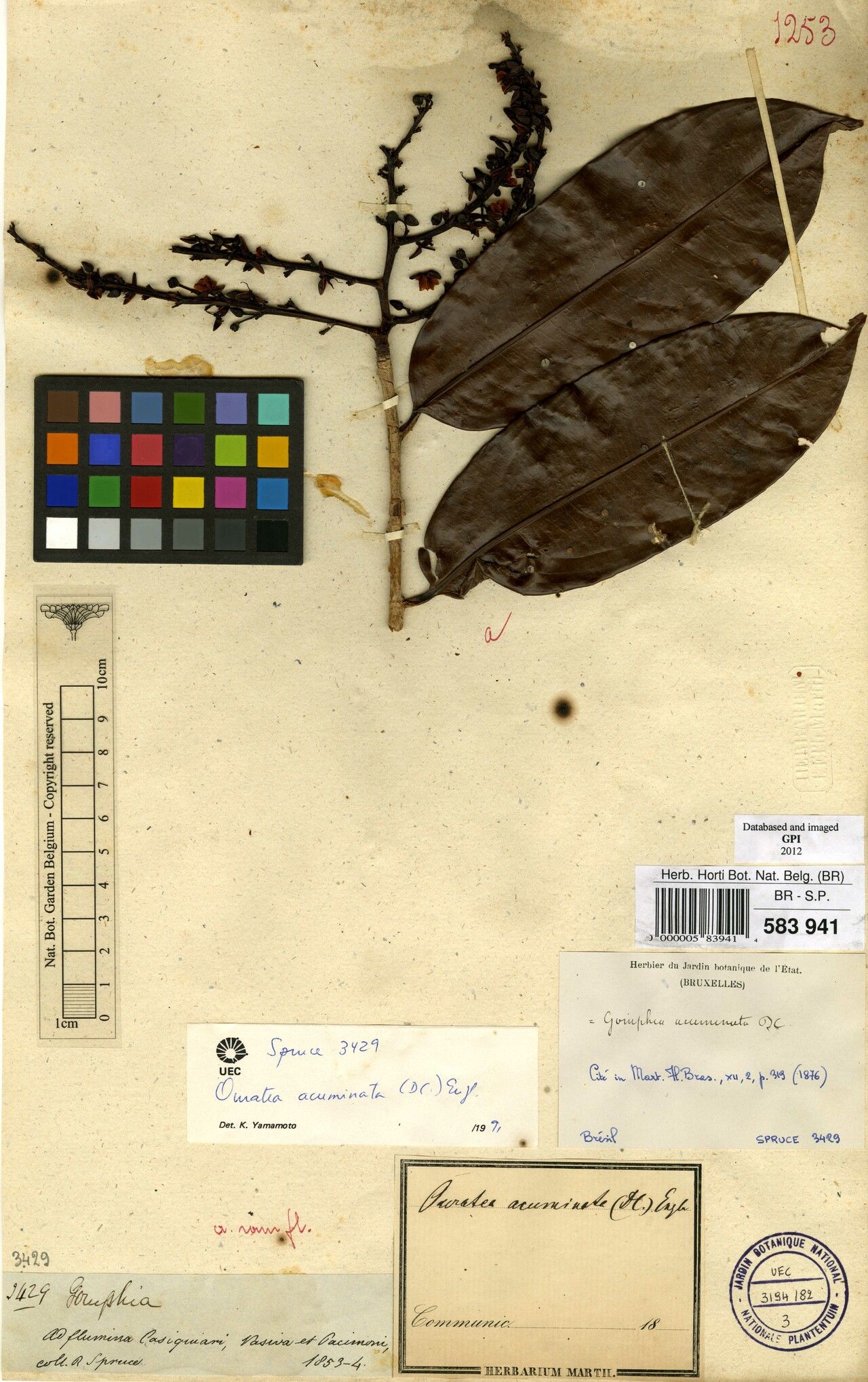 Ouratea acuminata leaf