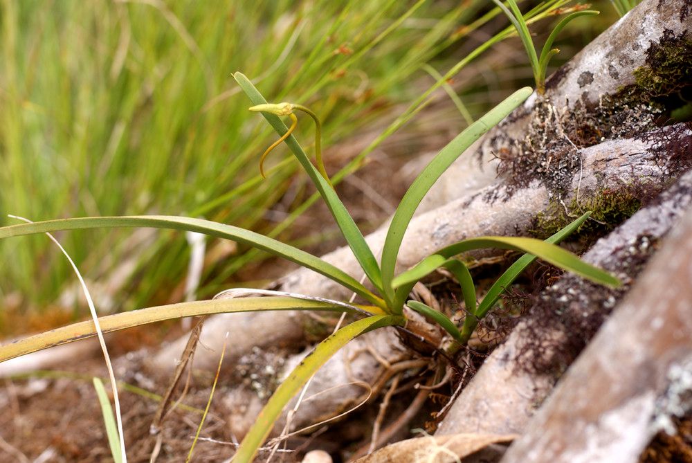 Jumellea stenophylla habit