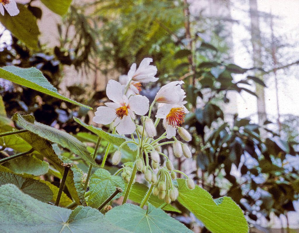 Sparrmannia africana flower