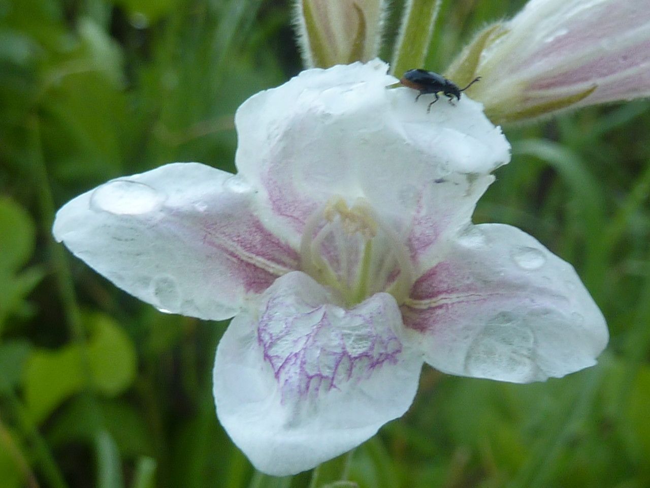 Asystasia laticapsula — search result for 'Asystasia'