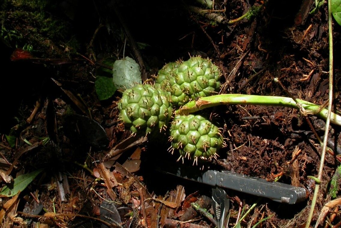 Pandanus pluriloculatus — houseplant care guide