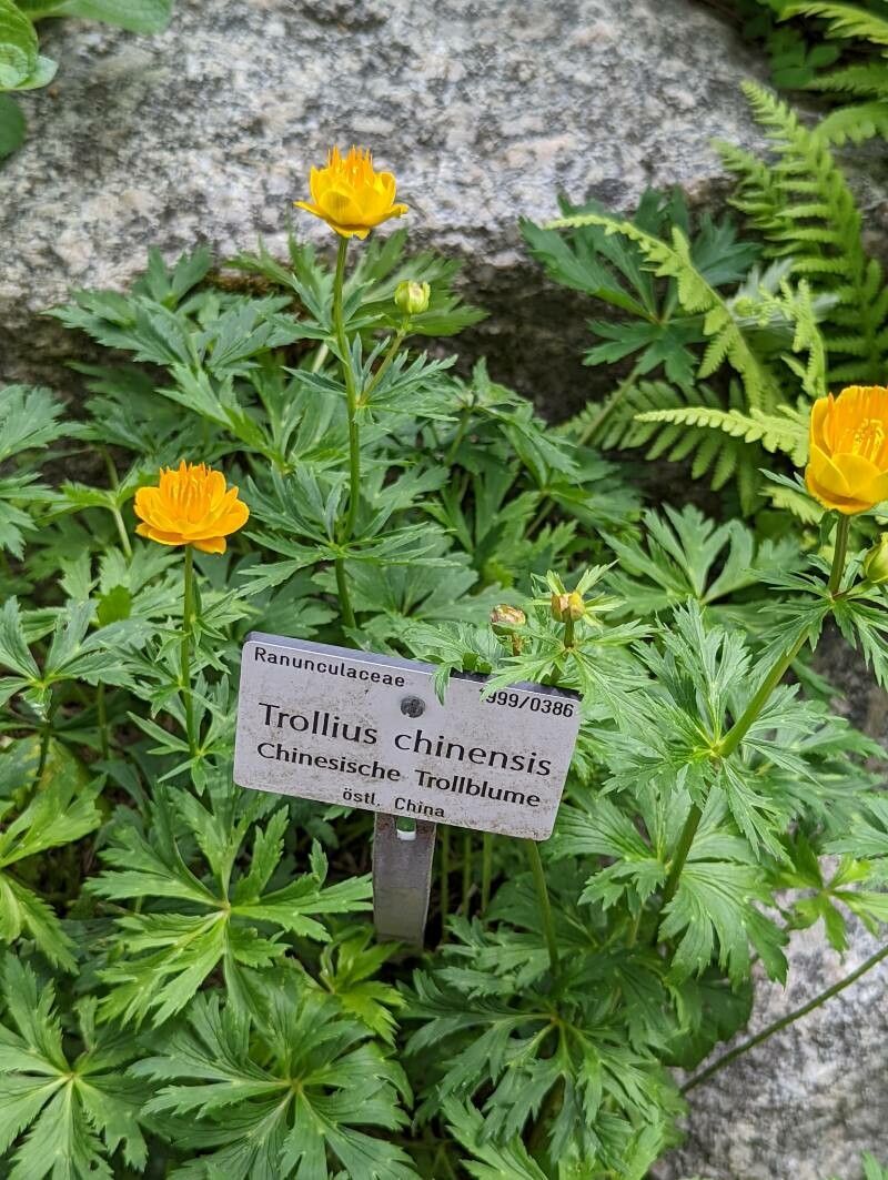 Trollius chinensis leaf