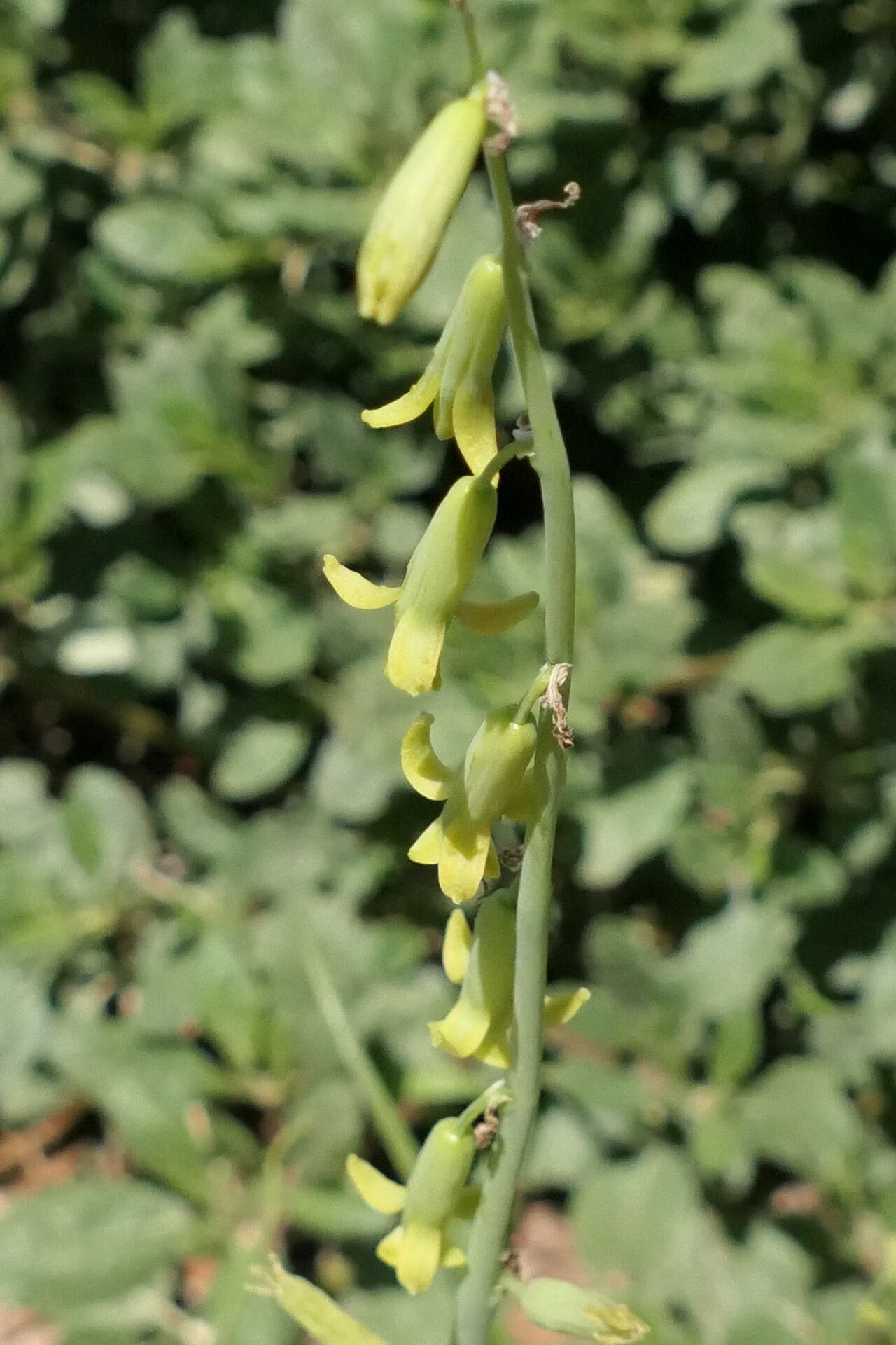 Dipcadi bakerianum flower