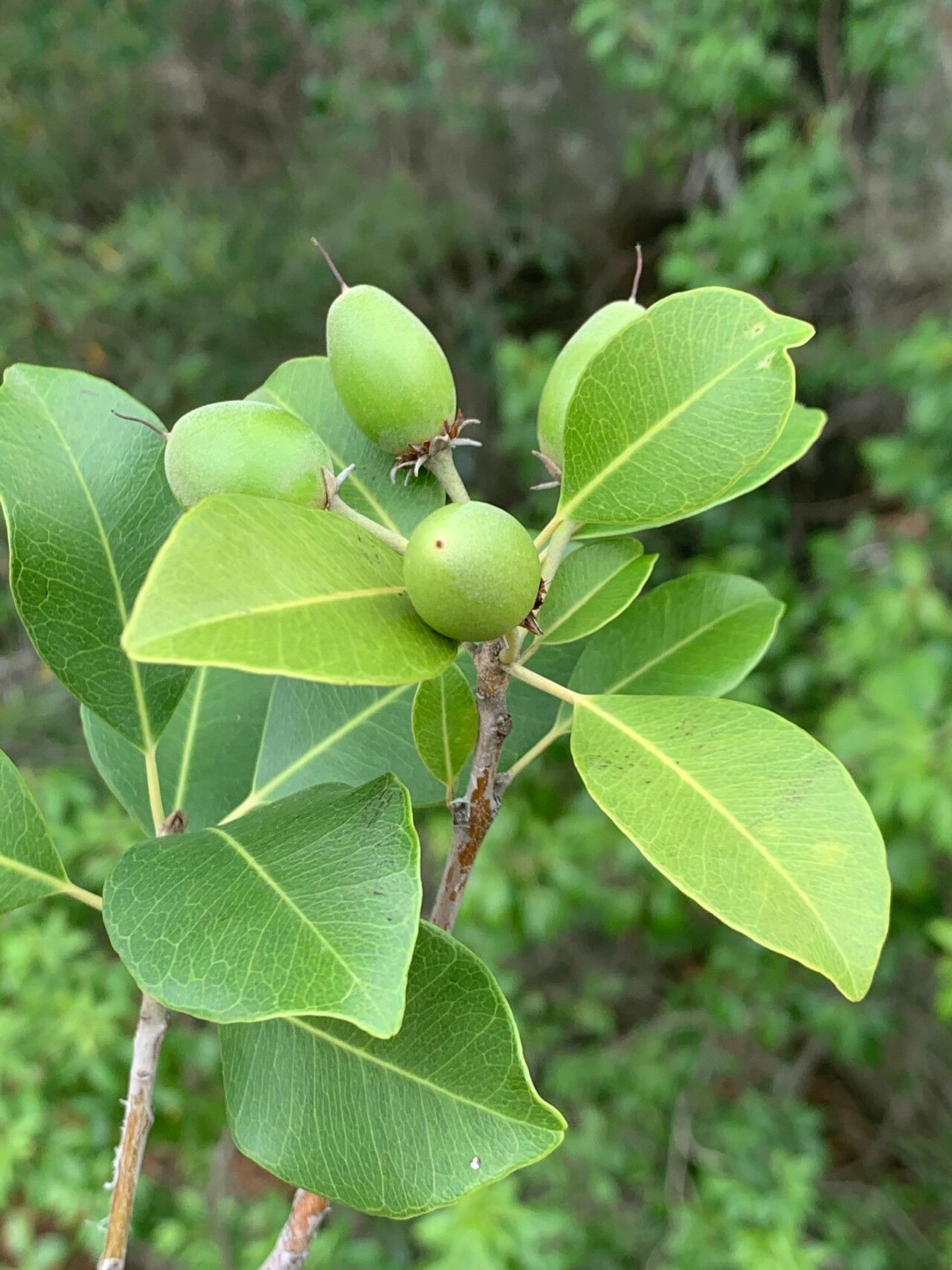 Mimusops obtusifolia fruit